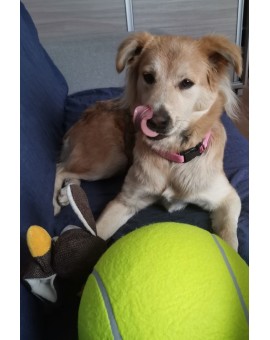 Zabawka dla psa piłka tenisowa gigant XXL 24cm Kik Sp. z o. o. Sp. k. | Time- 2